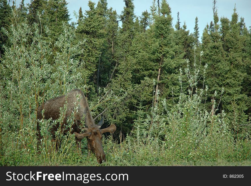 A moose browses vegitation near a clearing