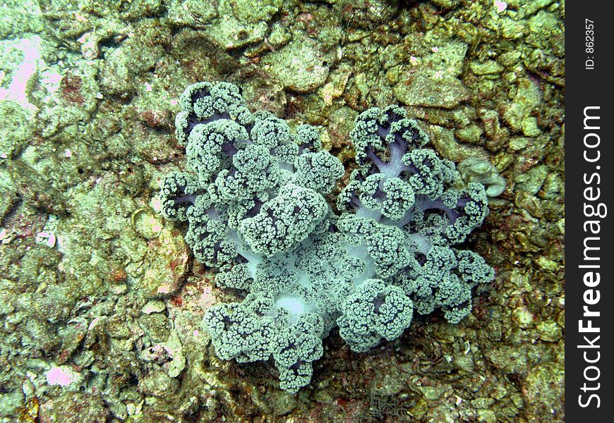Single soft coral. Single soft coral