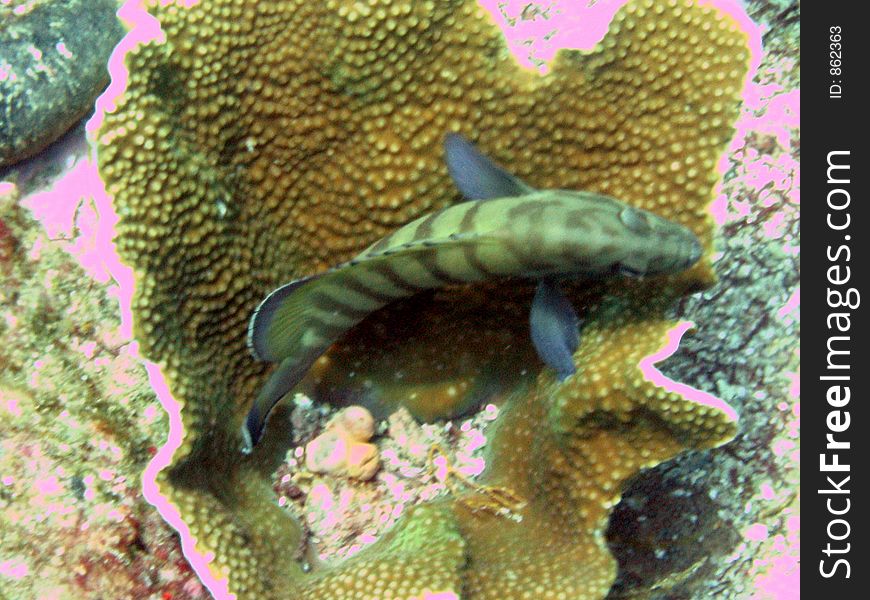 Green striped parrotfish sleeping inside a flower coral. Green striped parrotfish sleeping inside a flower coral