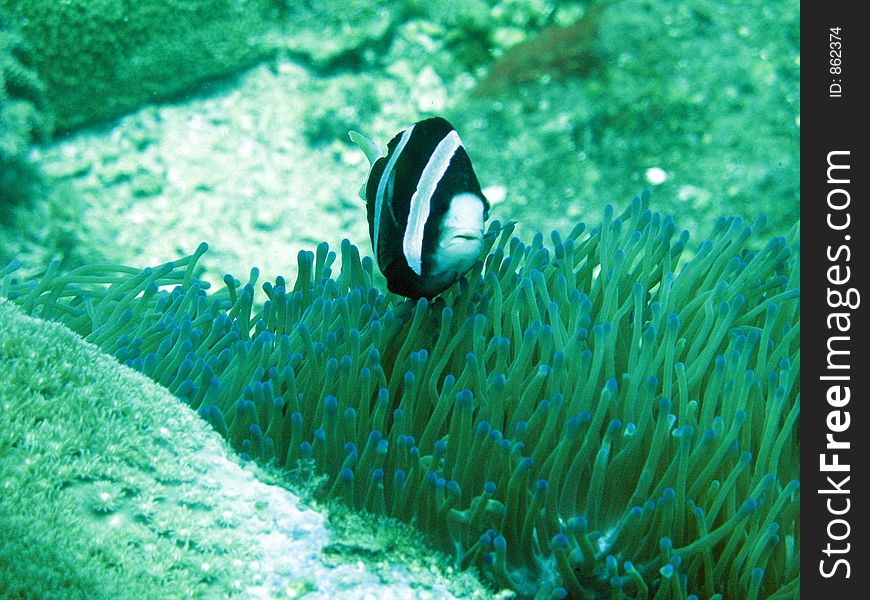 Black and white striped clown fish in ab ed of orange anenome playing stare me down. Black and white striped clown fish in ab ed of orange anenome playing stare me down