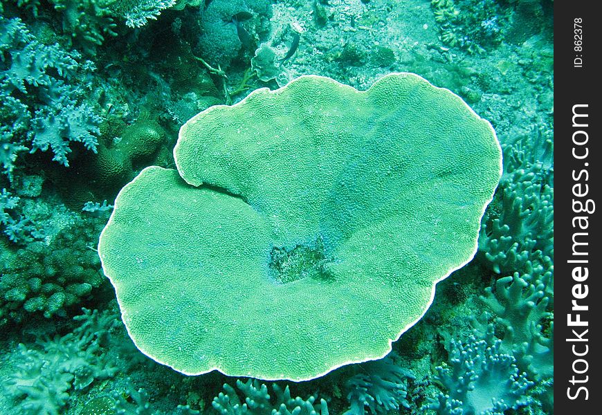 Flower coral. Flower coral