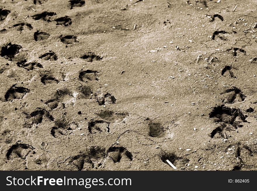 Duck tracks through the sand. Duck tracks through the sand.