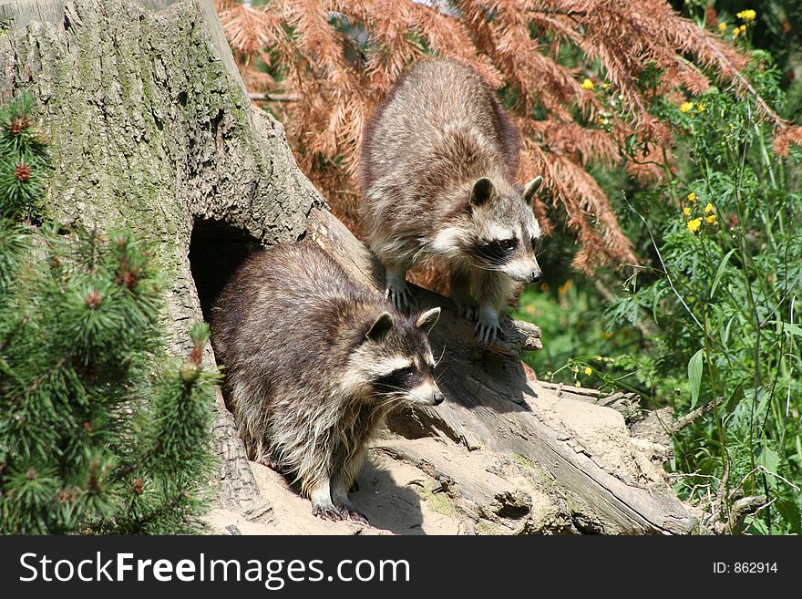 Pair a raccoons in their natural habitat. Pair a raccoons in their natural habitat