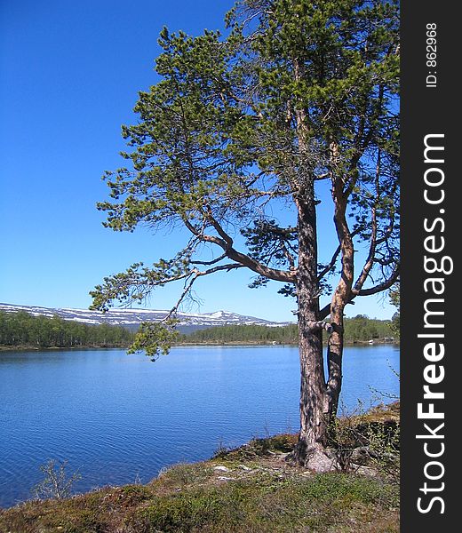 Pine by a lake in Norwegian highland. Pine by a lake in Norwegian highland