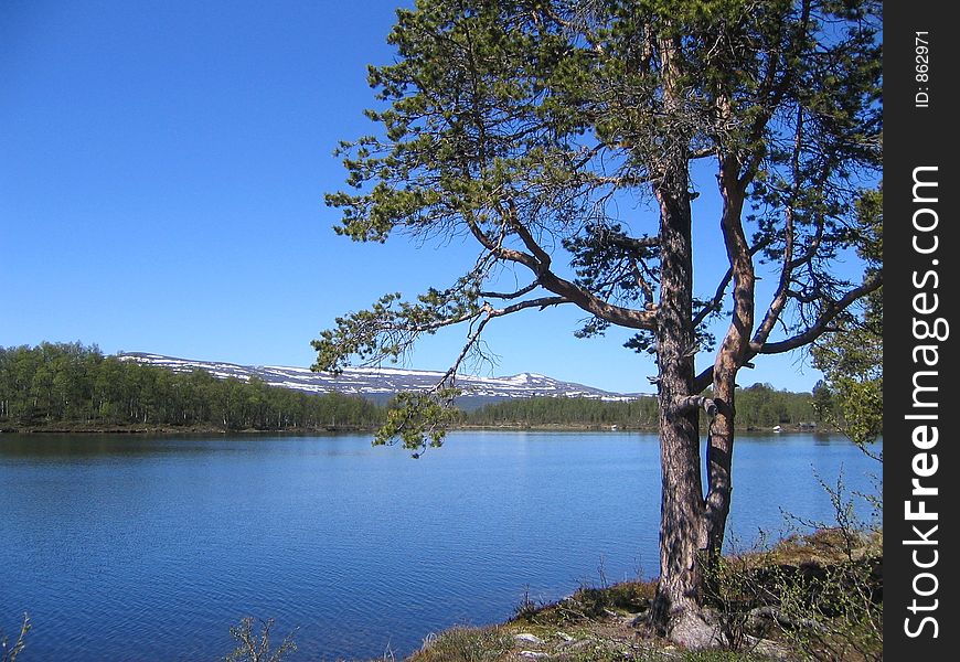 Pine by lake in Norwegian highland