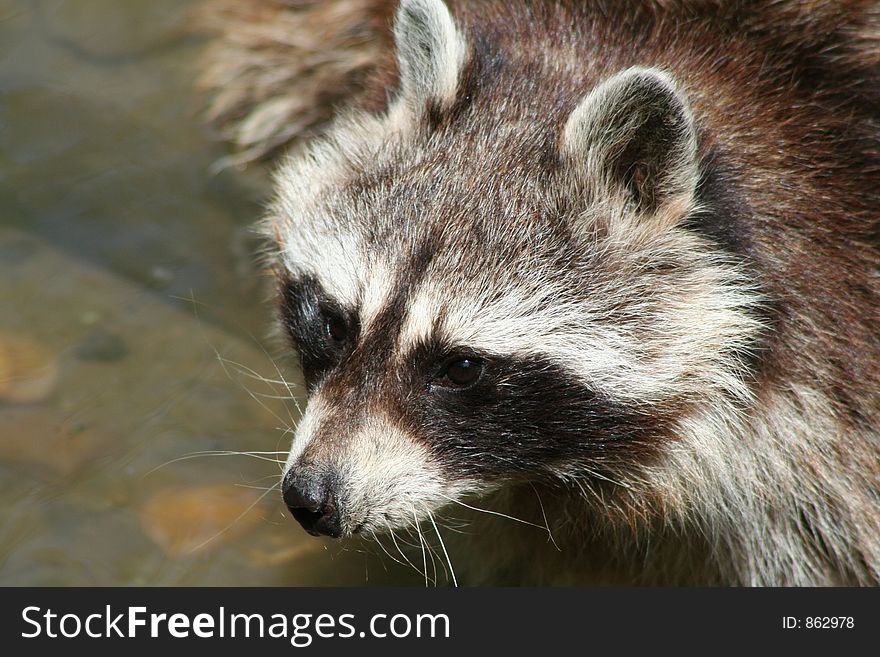 Raccoon close up on face. Raccoon close up on face