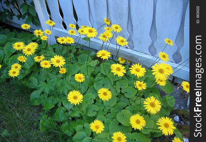 Yellow chrysantemums at a white fence