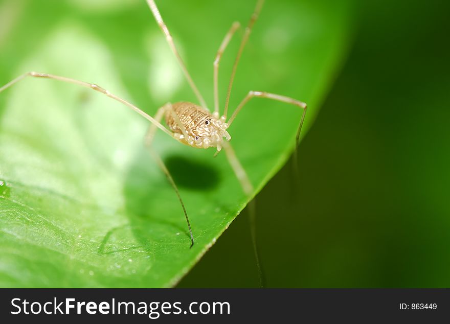 Photo of a Spider