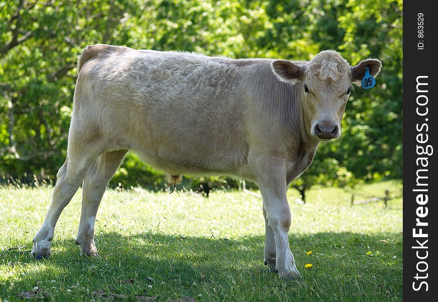 Posing Teen Cow
