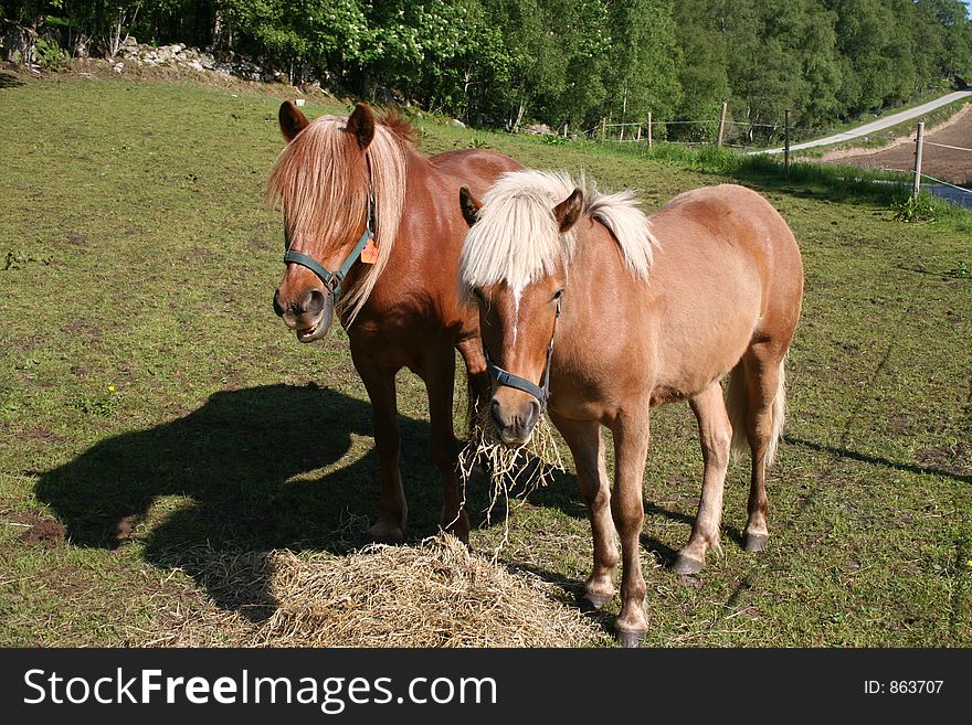 Two horses grassing in a field.