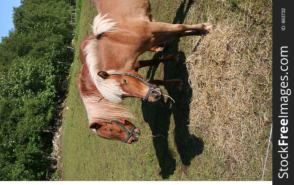 Two horses grassing in a field