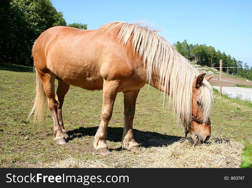 Horse grassing in a field