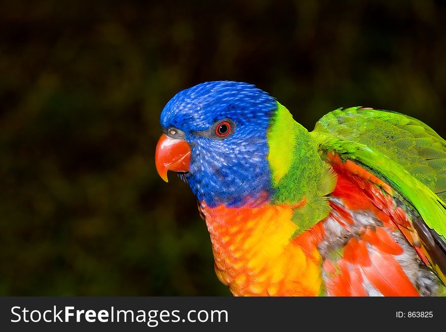 A closeup shot of a Rainbow Lorikeet. A closeup shot of a Rainbow Lorikeet.