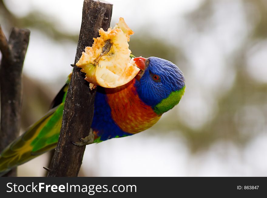 Apple Eating Lorikeet