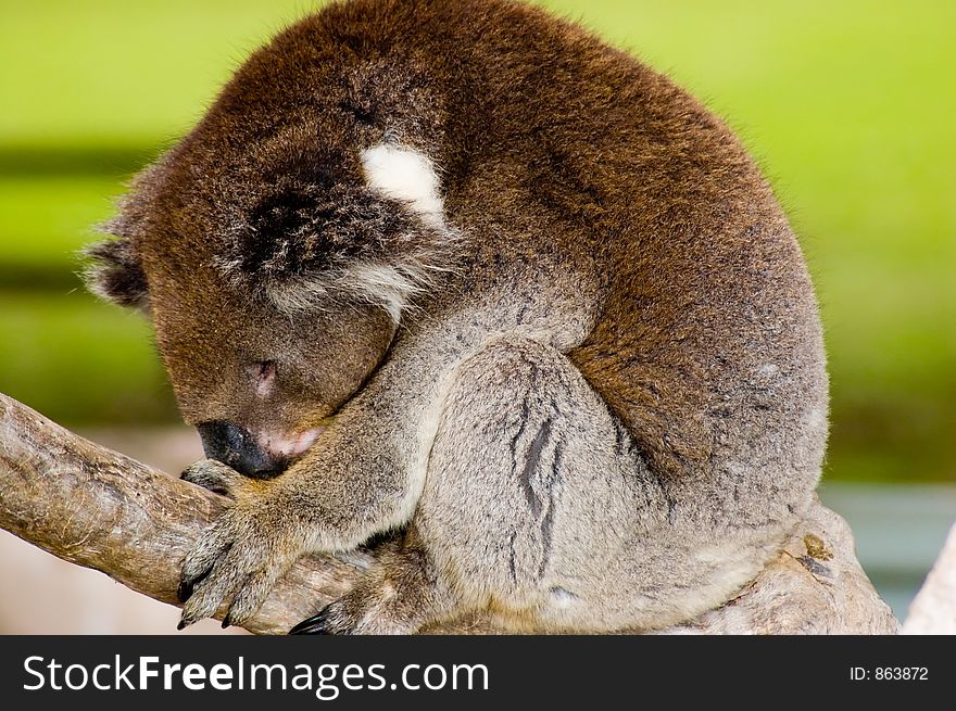A Koala sleeping on a branch. A Koala sleeping on a branch.