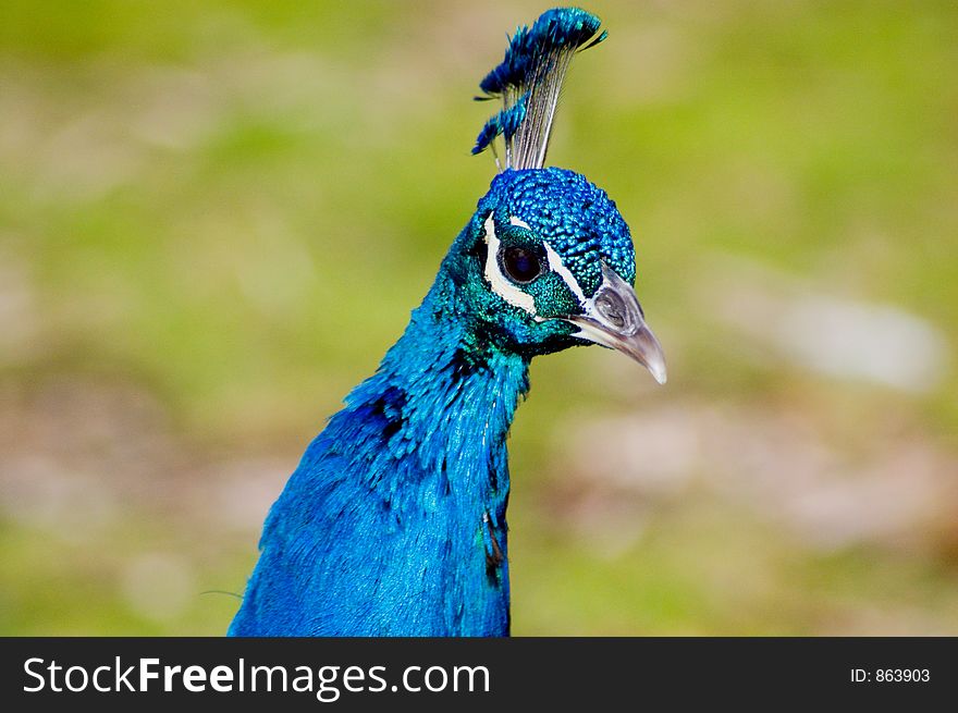 A closeup shot of a peacock. A closeup shot of a peacock.
