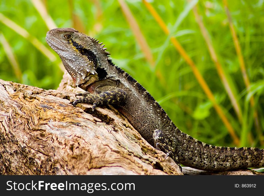 A Water Dragon sits on a log. A Water Dragon sits on a log.