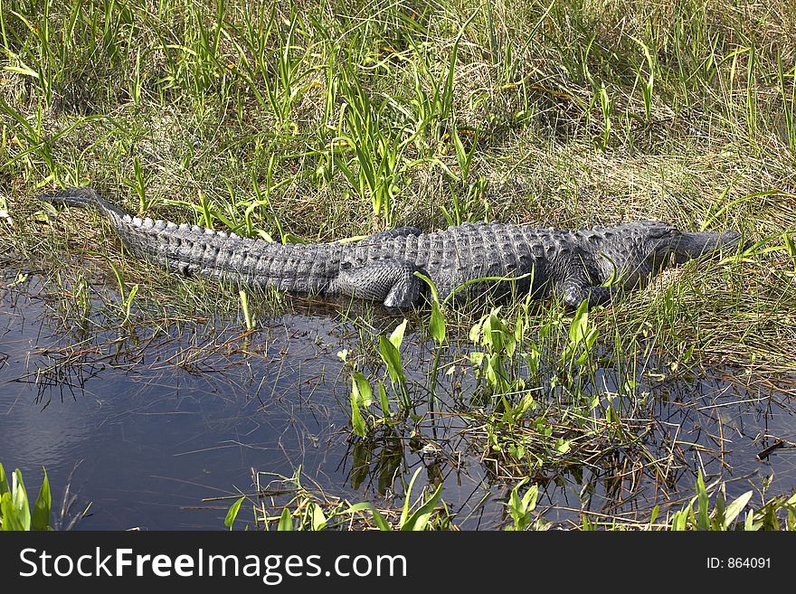 American alligator basking in the sun taken on the anhinga trail royal palm visitor center, everglades state national park, florida united states usa taken in march 2006