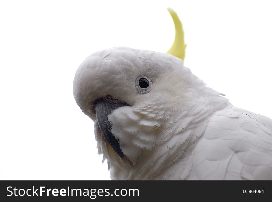 A closeup and isolated shot of a Sulphur-Crested Cockatoo. This bird is indigenous to Australia. A closeup and isolated shot of a Sulphur-Crested Cockatoo. This bird is indigenous to Australia.