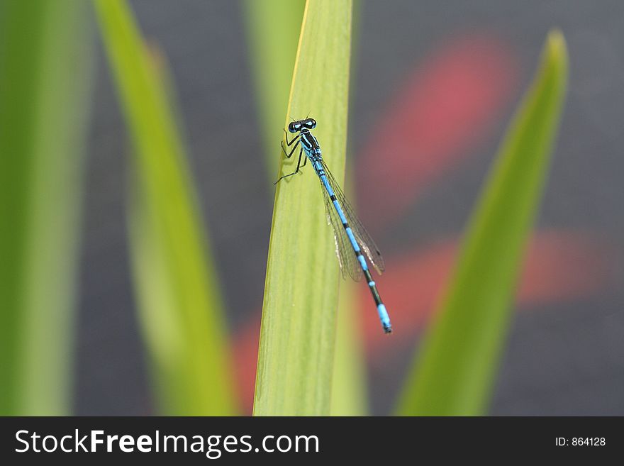 A dragonfly on the reeds