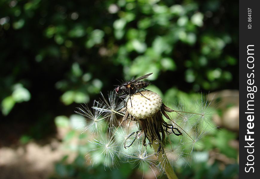Fly on dandy lion seeds