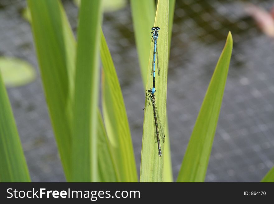 Dragonflies mating