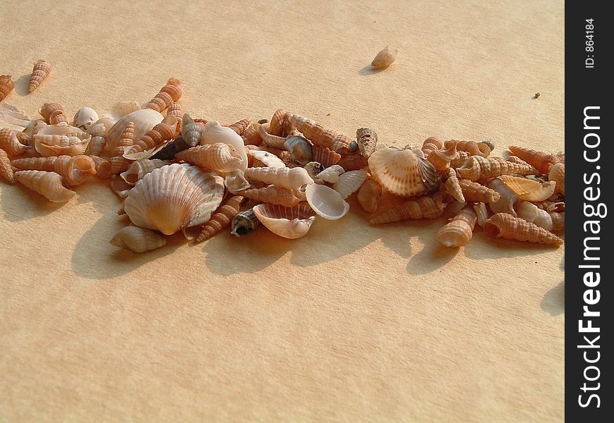 Sea seashells in a row on the sand