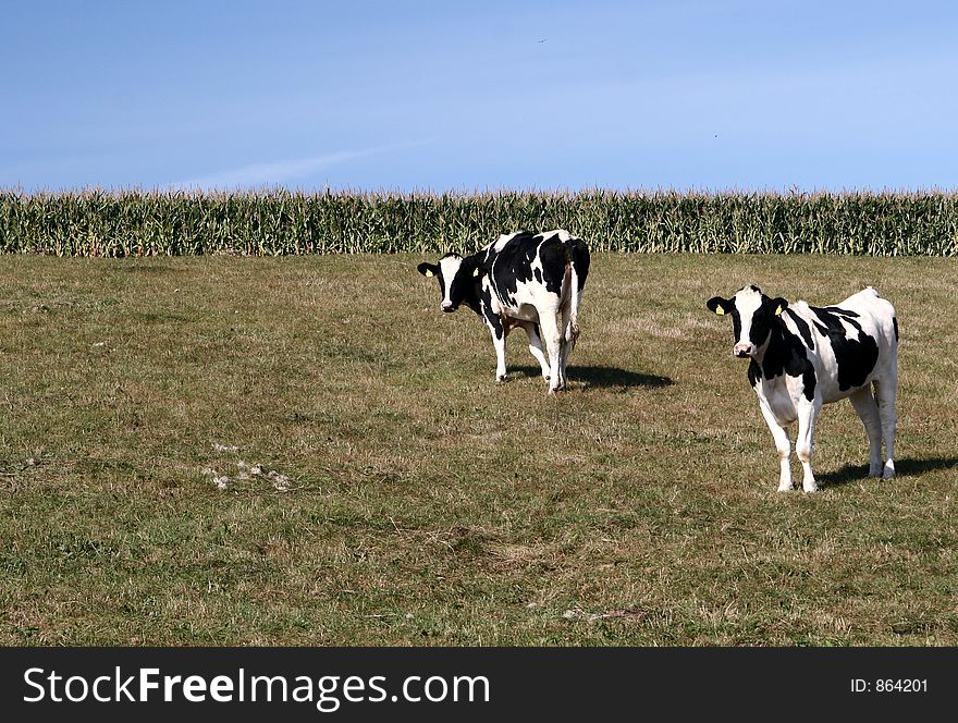 Cows staring at the photographer. Cows staring at the photographer