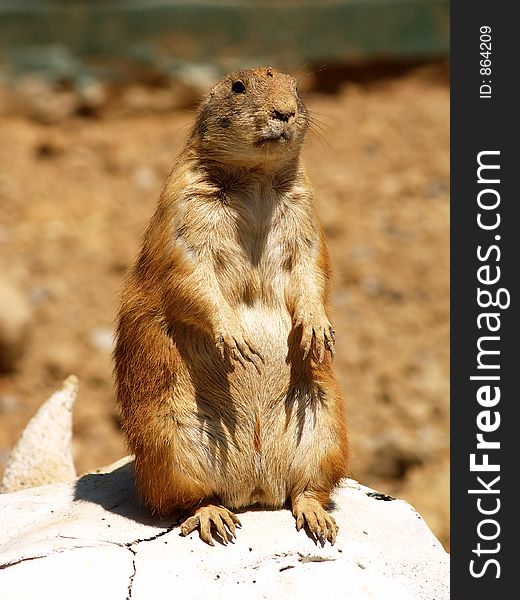 A prairie dog sitting on a cow skull. Cute little bugger, ain't he?. A prairie dog sitting on a cow skull. Cute little bugger, ain't he?