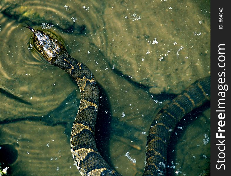 This snake was swimming slowly by the side of the lake, keeping an eye on me while I took it's picture. It didn't want to give up it's space and was holding its ground. He didn't want to swim across the lake to get away. See how he is smelling me with his forked tongue?. This snake was swimming slowly by the side of the lake, keeping an eye on me while I took it's picture. It didn't want to give up it's space and was holding its ground. He didn't want to swim across the lake to get away. See how he is smelling me with his forked tongue?