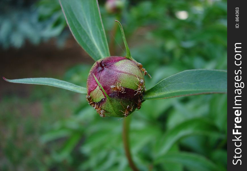 Red ant feeding on sap from flower pods