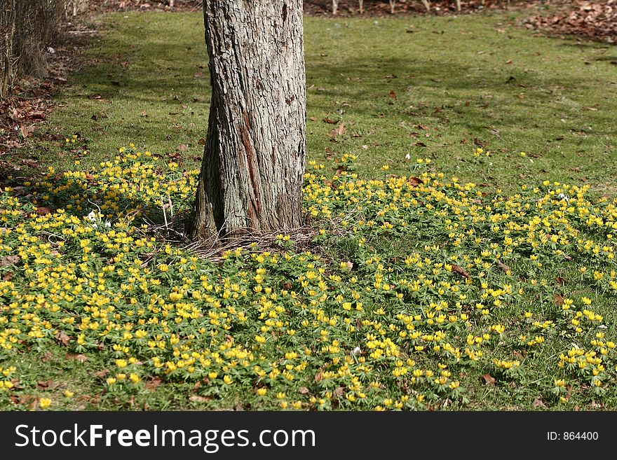 Green spring landscape tree and yellow flowers