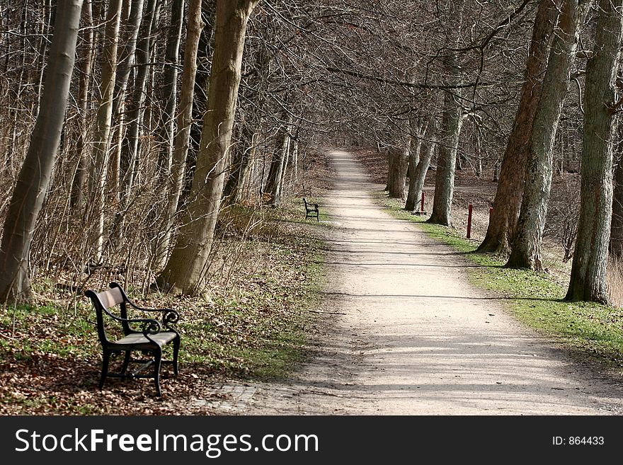 Green spring landscape and a forest path--soft focus on the first bench where someone might rest and find peace