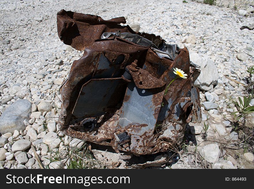 Single flower grows from abandoned metal container. Single flower grows from abandoned metal container