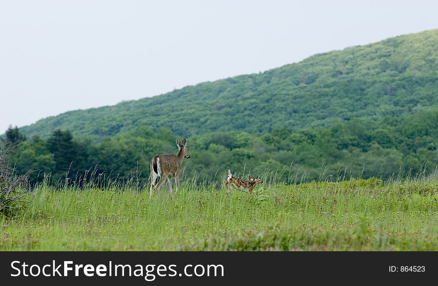 Doe and fawn in meadow in evening. Doe and fawn in meadow in evening