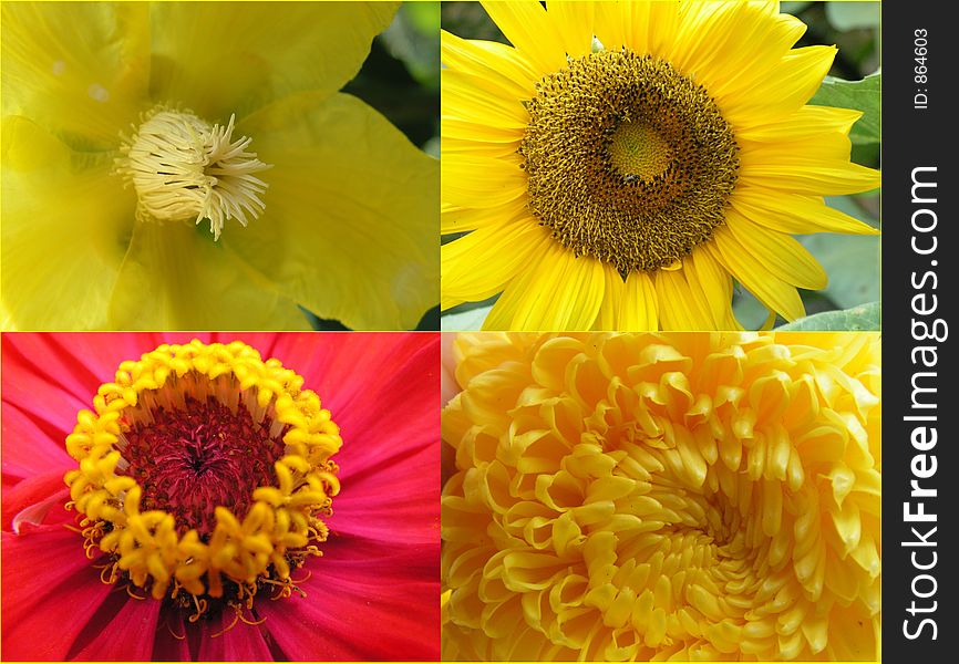 Flowers that are yellow in colour with one that has red also. There are 1) simpoh air ( Dillenia suffruticosa ), 2)sunflower 3) zinnia elegans( red and yellow) and 4) chrysanthemum. close up macro. Flowers that are yellow in colour with one that has red also. There are 1) simpoh air ( Dillenia suffruticosa ), 2)sunflower 3) zinnia elegans( red and yellow) and 4) chrysanthemum. close up macro.