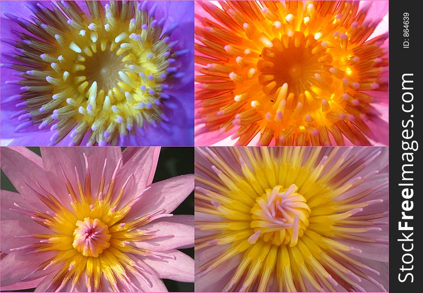 Four views of water lily flowers, of specis nymphaea ( margerat randig ). Four views of water lily flowers, of specis nymphaea ( margerat randig )