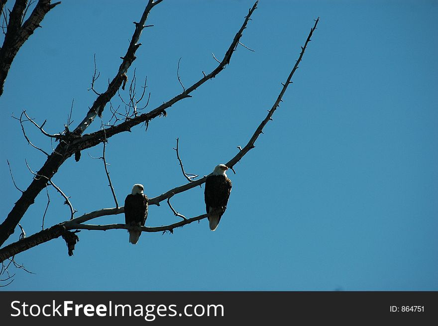 Mating Pair Of Bald Eagles