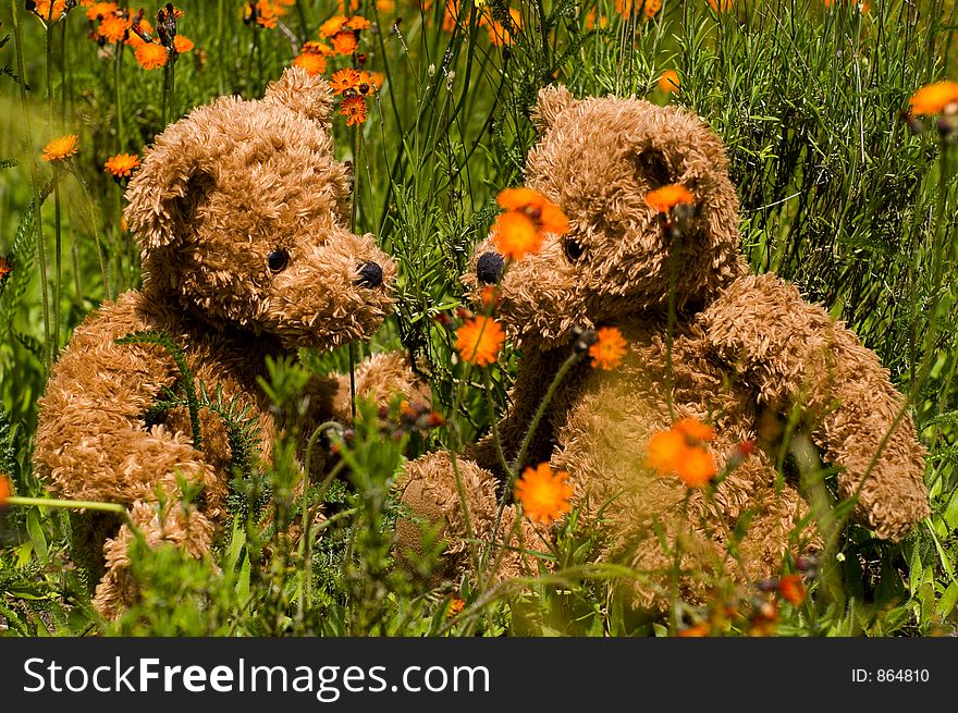 Sweet teddy bears sitting in the grass. Sweet teddy bears sitting in the grass