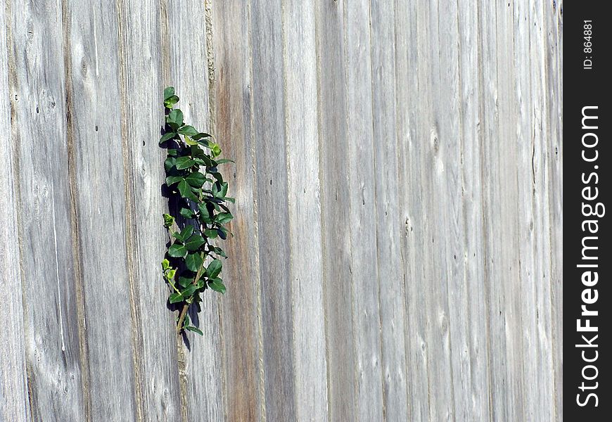 A picture of a plant growing through a crack in a wooden fence. A picture of a plant growing through a crack in a wooden fence