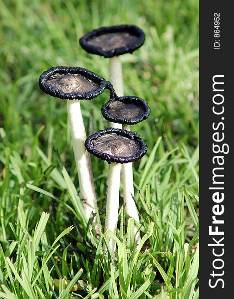 A group of decaying and poisonous looking toadstools. A group of decaying and poisonous looking toadstools