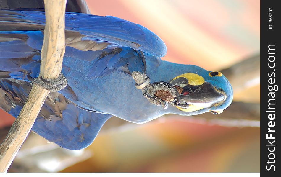 Parrot eating nut. Parrot eating nut