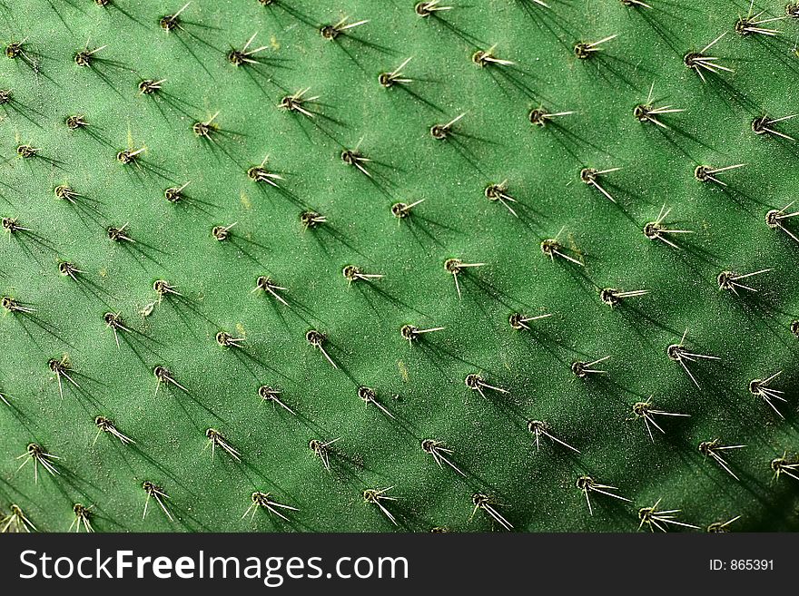 Cactus  close up