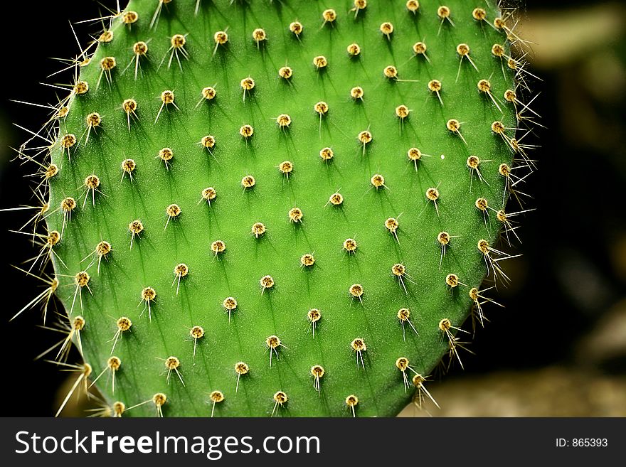 Cactus  close up