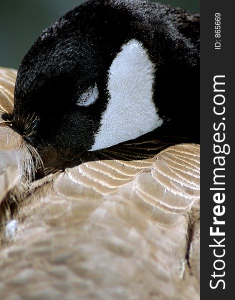 A duck taking a snooze with his bill snugly tucked into his feathers. A duck taking a snooze with his bill snugly tucked into his feathers.