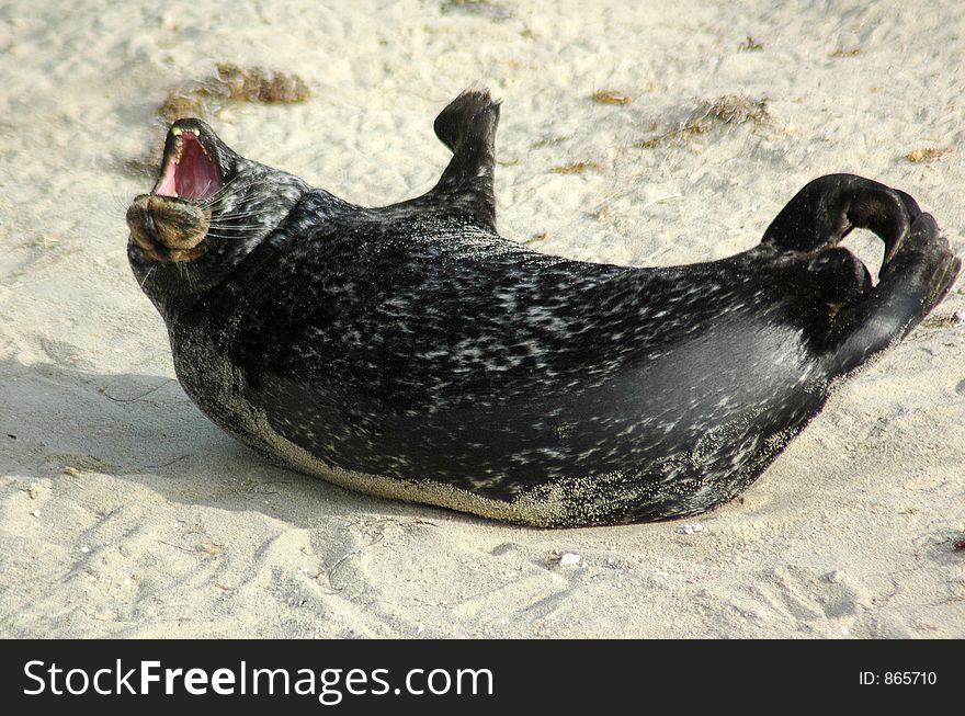 A sea lion far from the water, yawns as he prepares to nap. A sea lion far from the water, yawns as he prepares to nap