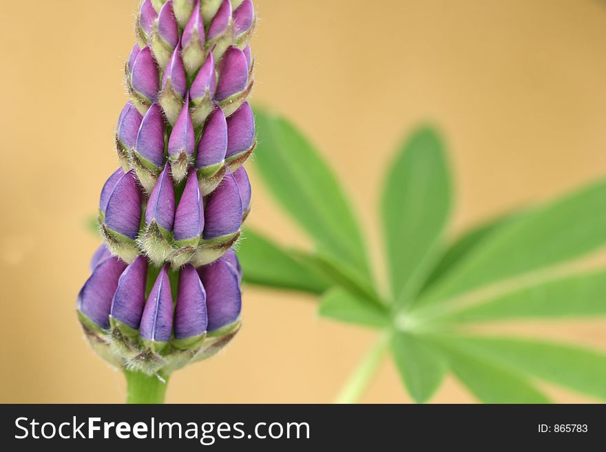 Lupin close up