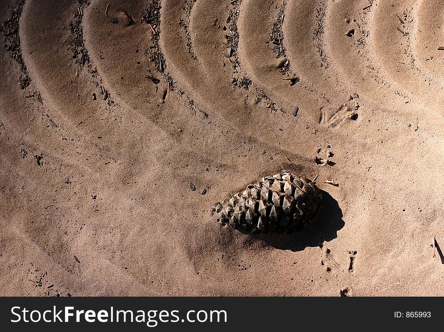 Pine in the sand. Pine in the sand