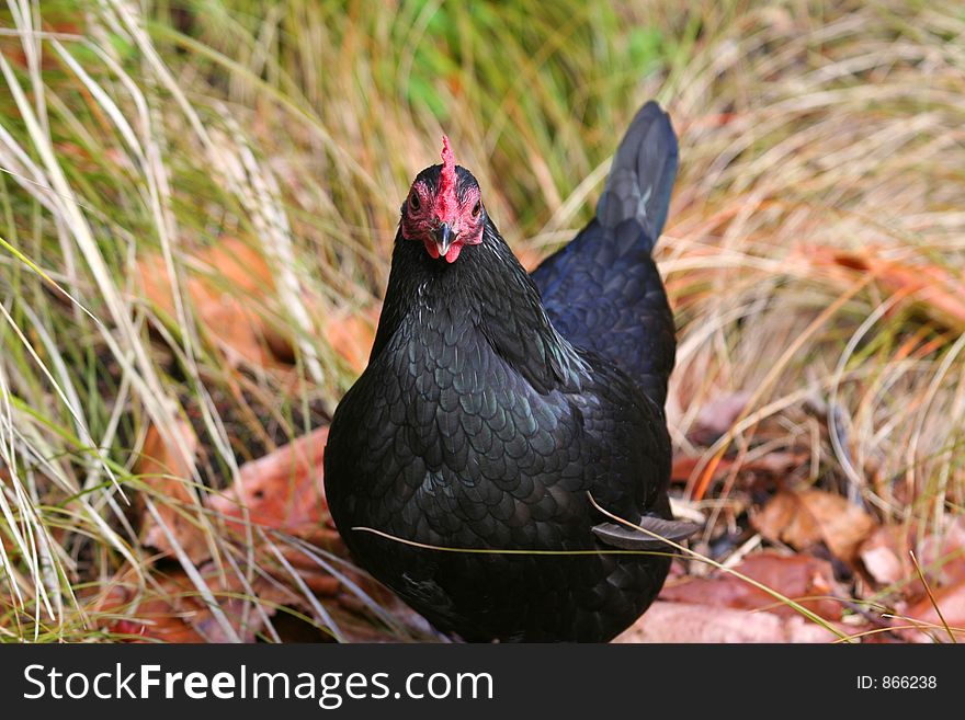 Black chicken with red head