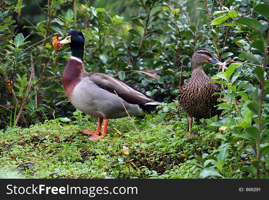 Couple of common ducks. Couple of common ducks